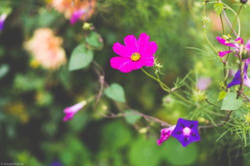 fleur jardin
