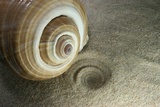 spirale coquillage